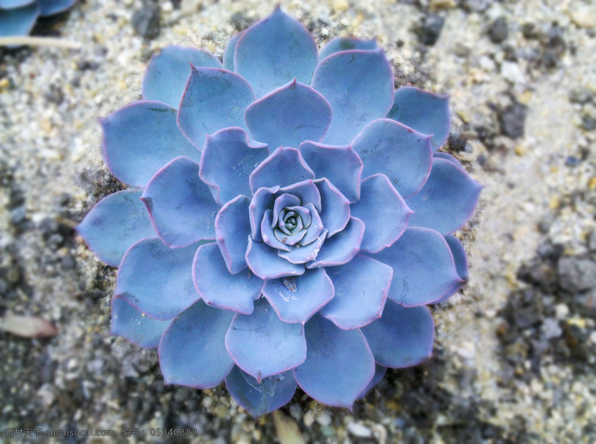 多肉植物 生物 特写 微镜 植物 公园一角 游玩 旅游摄影 太阳花 座莲 莲花 热带植物 生物世界 花草