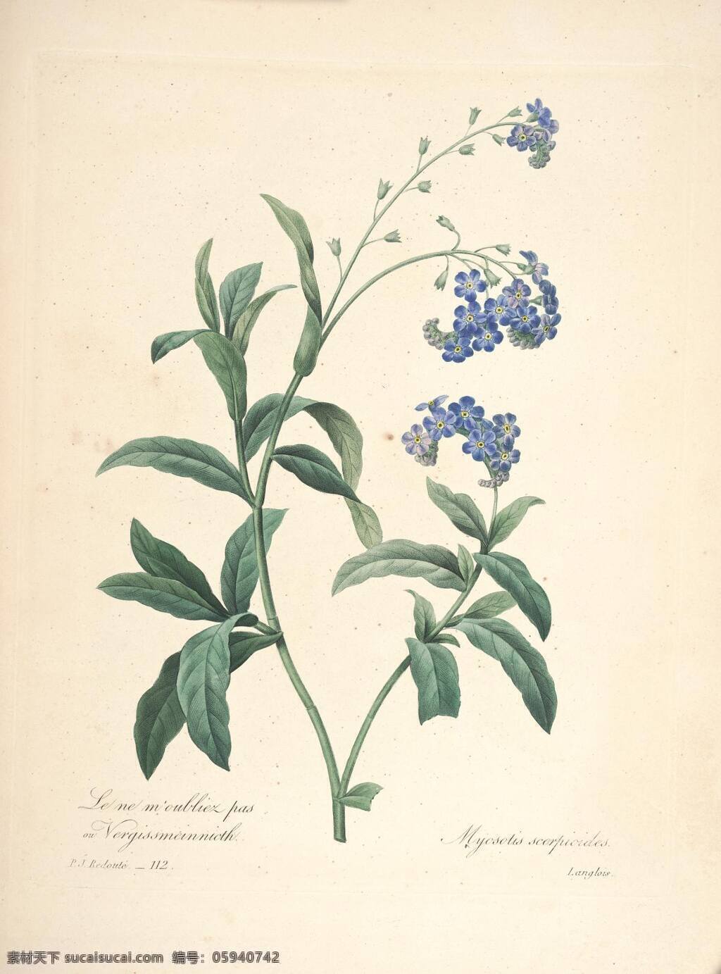兰草 兰 花 草 植物 图谱 淡彩 手绘 植物圣经 绘画书法 文化艺术