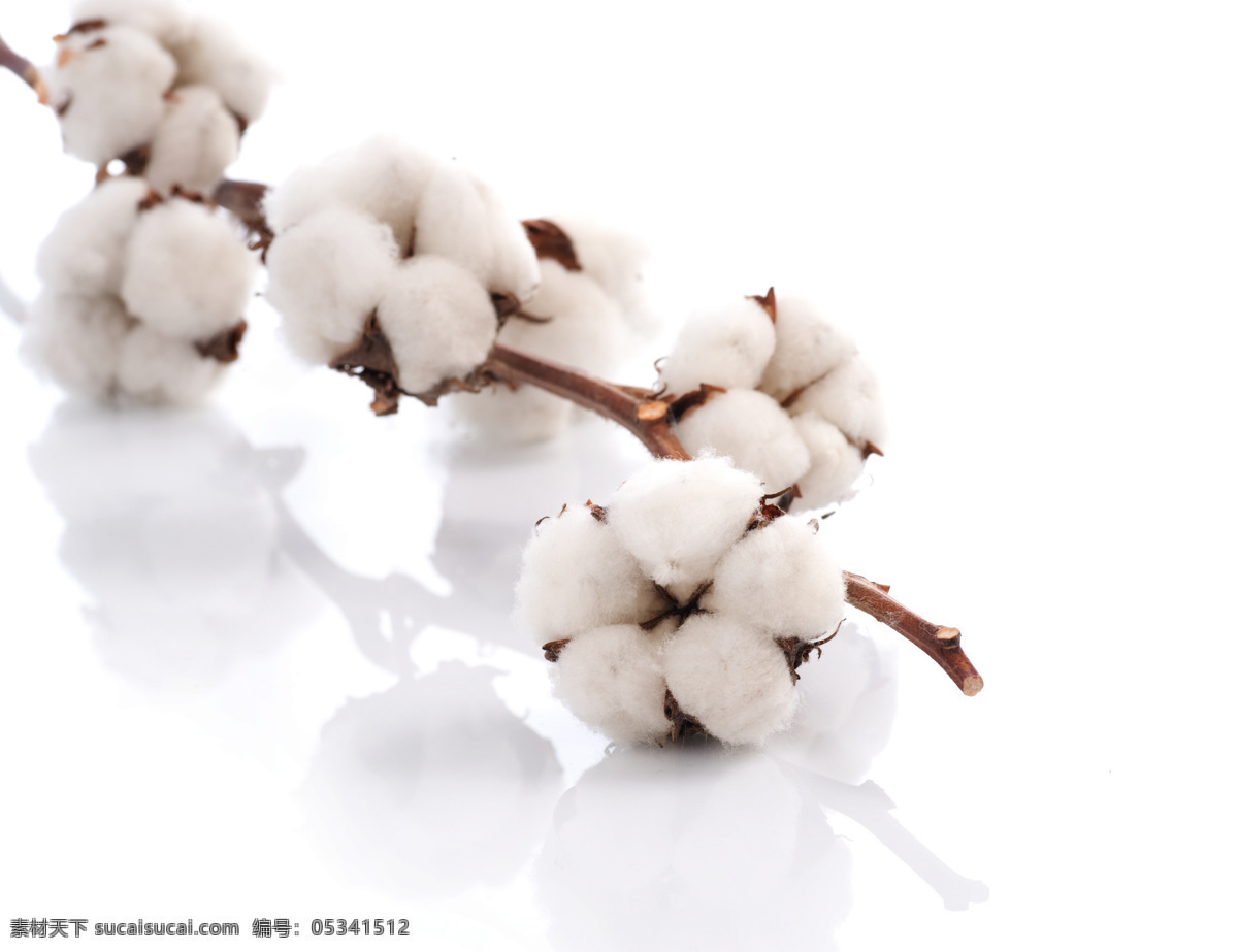 洁白的棉花 棉花 农业 农作物 棉 花草 生物世界 其他生物