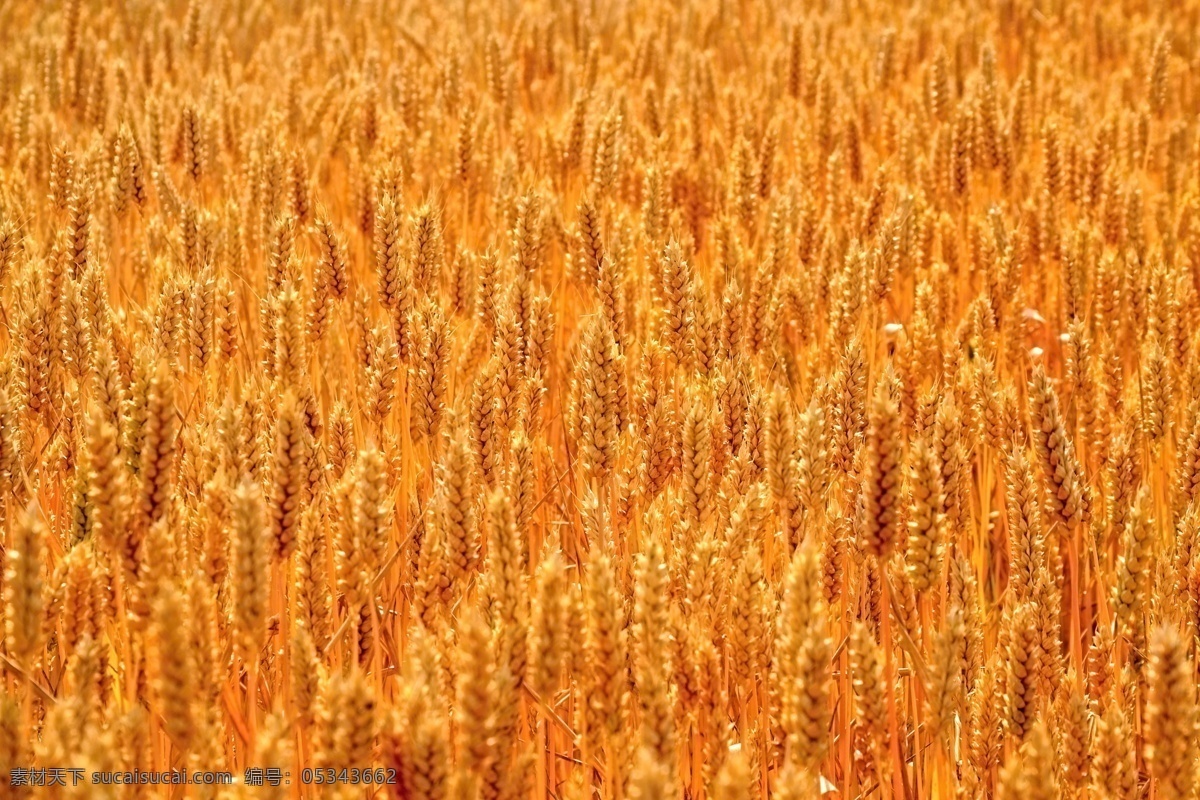 金黄的麦田 金黄 麦田 麦子 麦穗 食物 其他类别 生活百科 橙色
