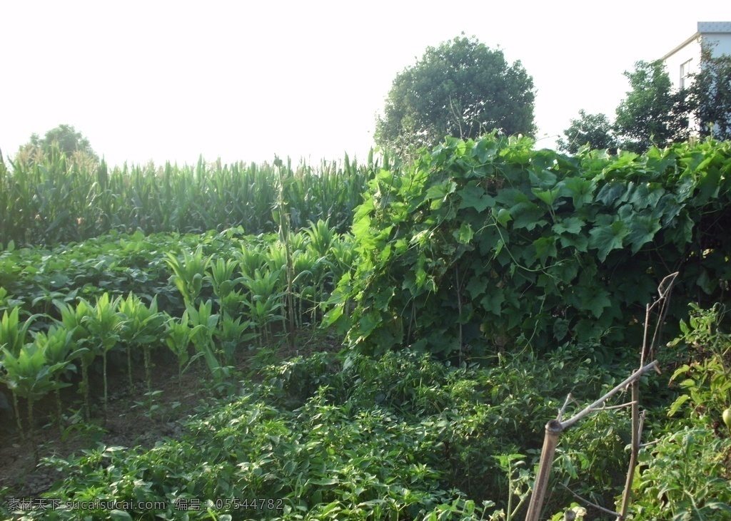 菜地 玉米 种植业 农村 天空 绿色 黄昏 蔬菜 自然景观 田园风光
