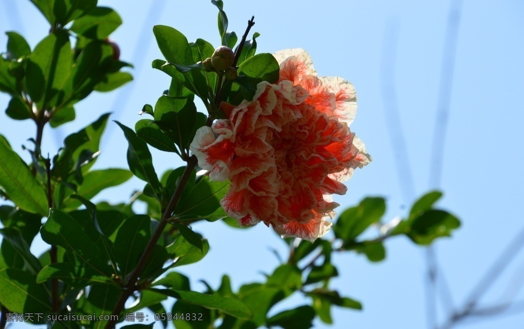 石榴花 石榴 观赏花卉 安石榴 若榴 花卉 花儿 枝叶 石榴树 花草 植物 园林绿化 绿化景观 石榴花石榴 生物世界