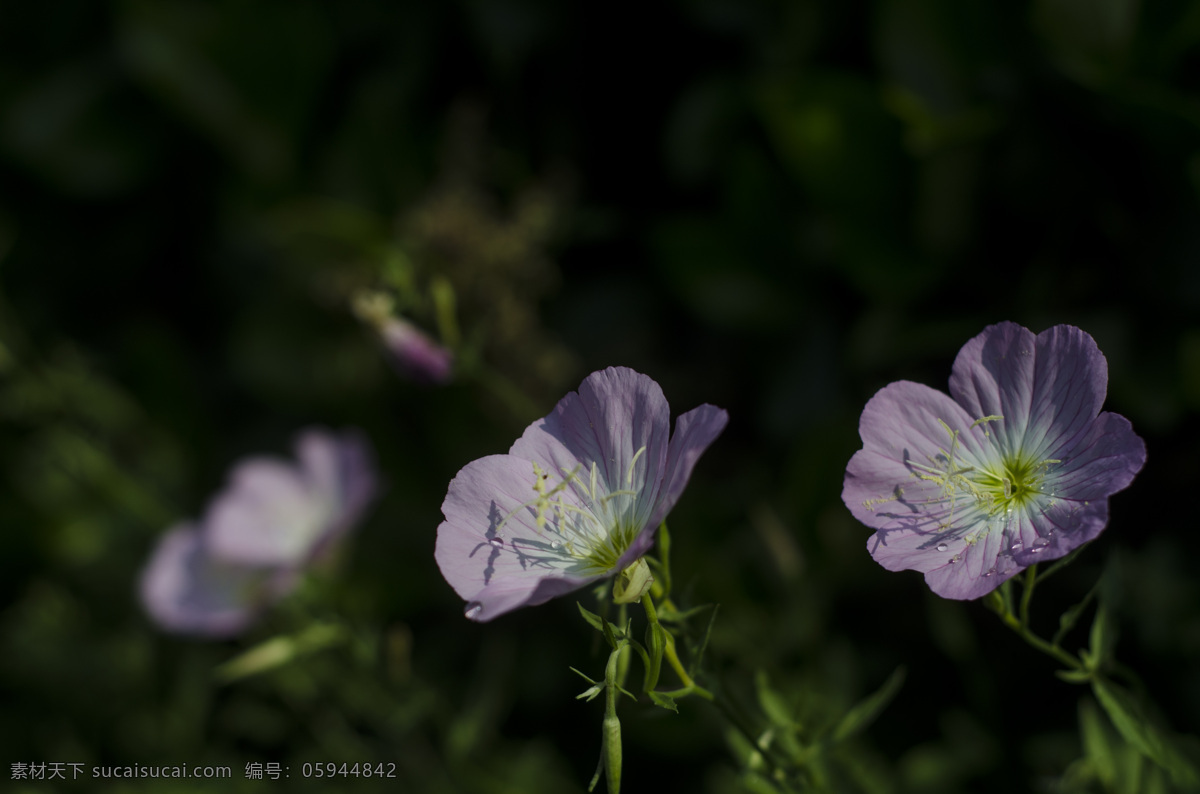 花菱草 花卉 花朵 花瓣 花蕊 花托 花茎 花叶 罂粟科 加州罂粟 金英花 人参花 洋丽春 花蕾 鲜花 白色 黄色 特写 花卉特写 植物类 生物世界 花草