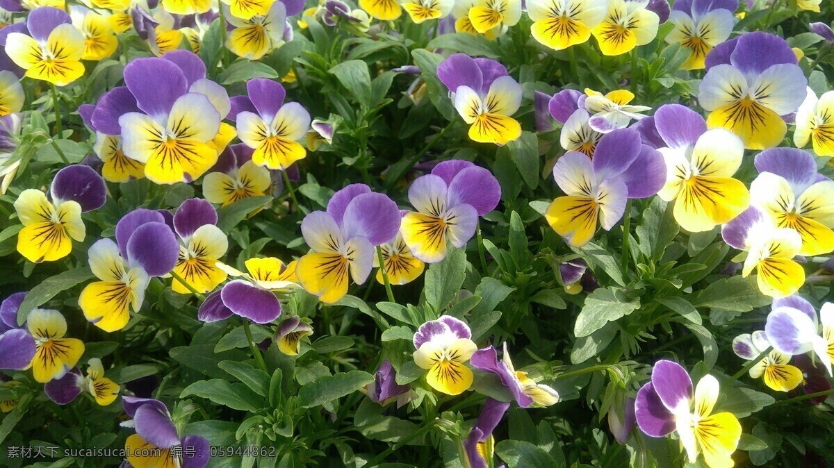 三色堇 花卉 花类 小花 植物 生物世界 花草