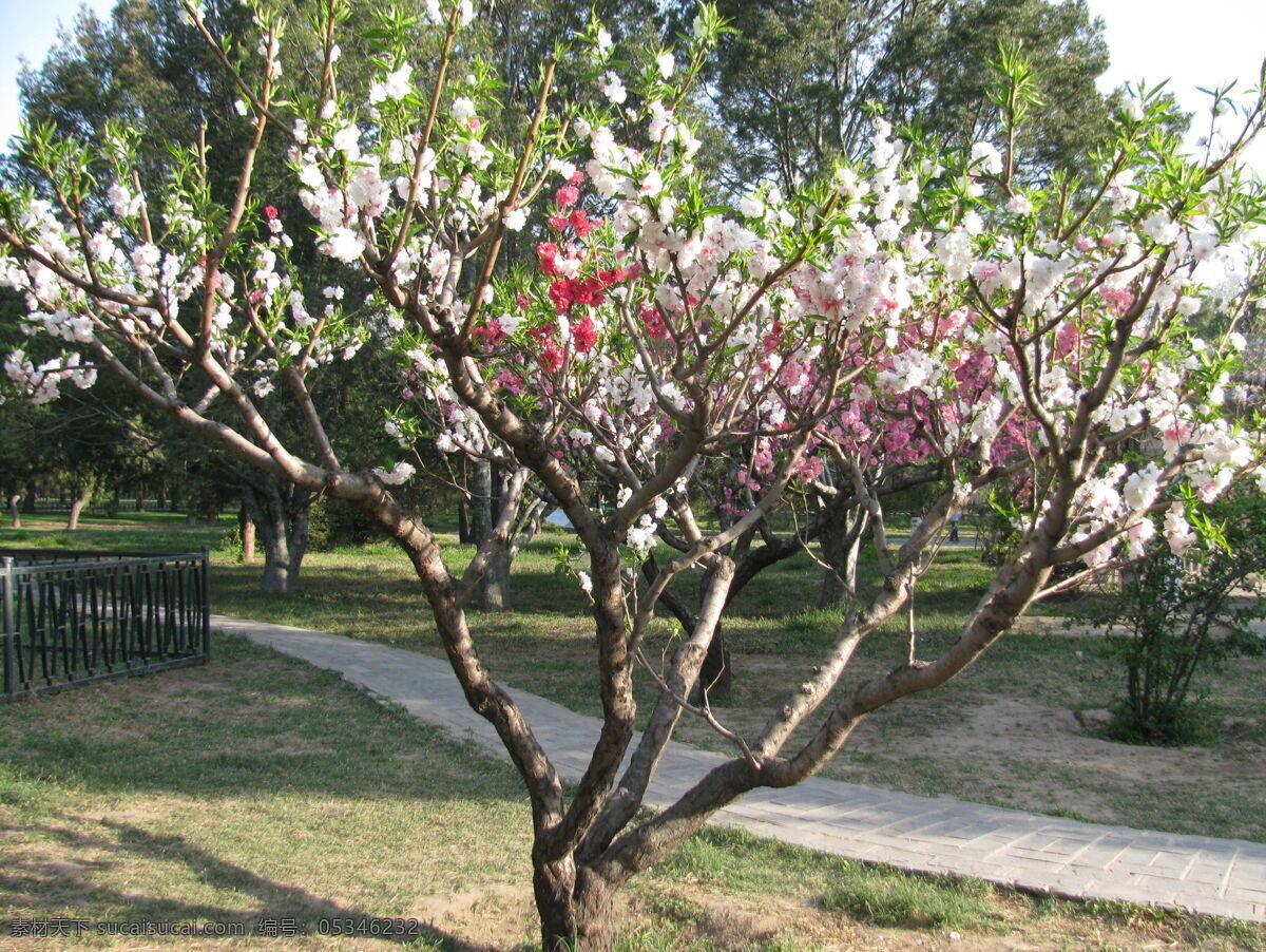 碧桃 粉叶碧桃 千叶桃花 树干 树枝 花卉 花儿 花骨朵 花草 园林景观 绿化景观 装饰画 樱桃杏李 生物世界