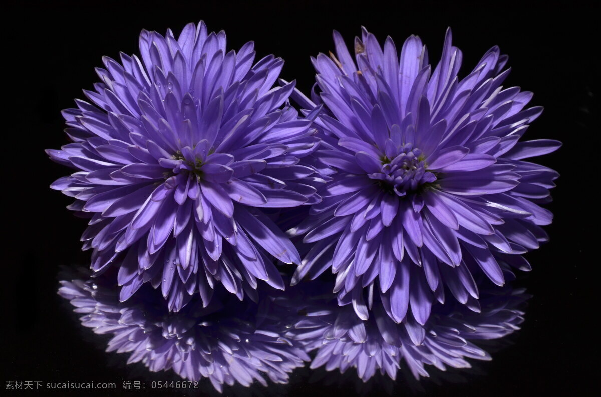 翠菊图片 菊花图片 紫色翠菊 翠菊 江西腊 七月菊