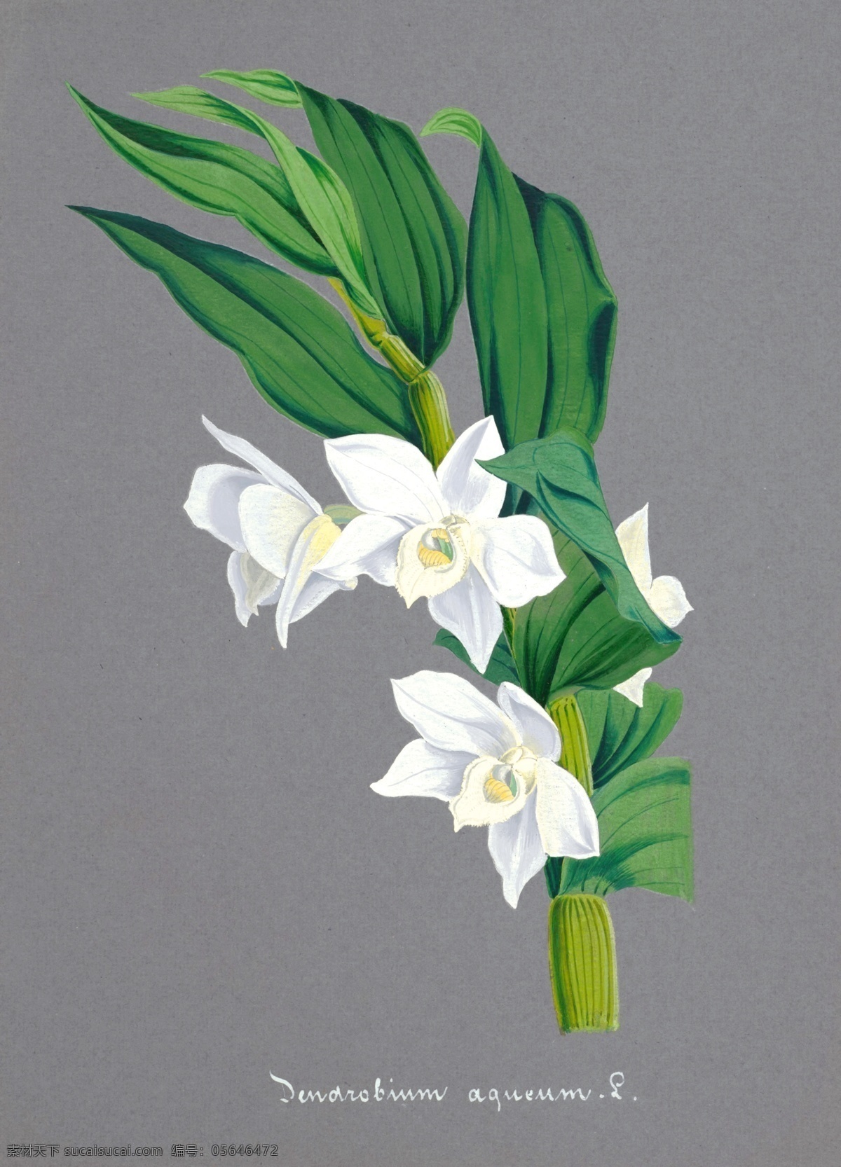 手绘兰花 植物 手绘画 水彩画 手绘花朵 兰花插画 自然 手绘花 植物果实插画 兰花 插图 彩色兰花图 唯美鲜花 漂亮 鲜花 装饰画 欧式 花卉 传统艺术 艺术 花朵 花鸟画 手绘花鸟画 风景画 插画 生物世界 花草