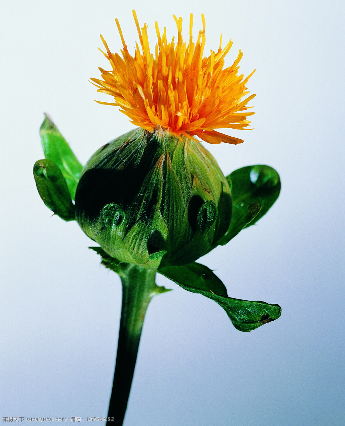 花 姿 花颜 百花世界 花瓣 花草 花朵 花蕊 全球 首席 大百科 一束花 花姿花颜花 生物世界