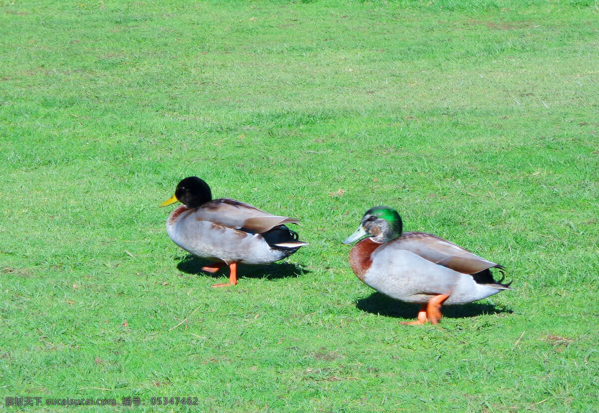 新西兰野鸭 新西兰旅游 绿地 草坪 野鸭子 憨态可爱 新西兰风光 生物世界 野生动物 绿色