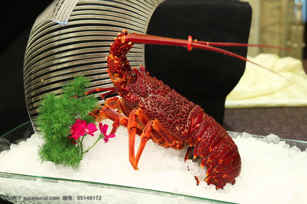 澳洲龙虾 澳洲红龙 南非红龙虾仔 澳洲 海鲜 大龙虾 龙虾 澳龙虾 西餐美食 餐饮美食 传统美食 食物原料