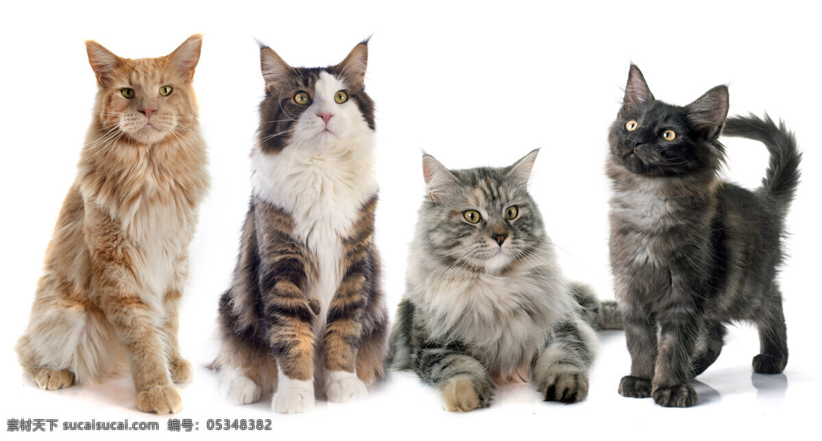 四 只 小猫 可爱猫 宠物猫 猫咪 动物 动物世界 猫咪图片 生物世界