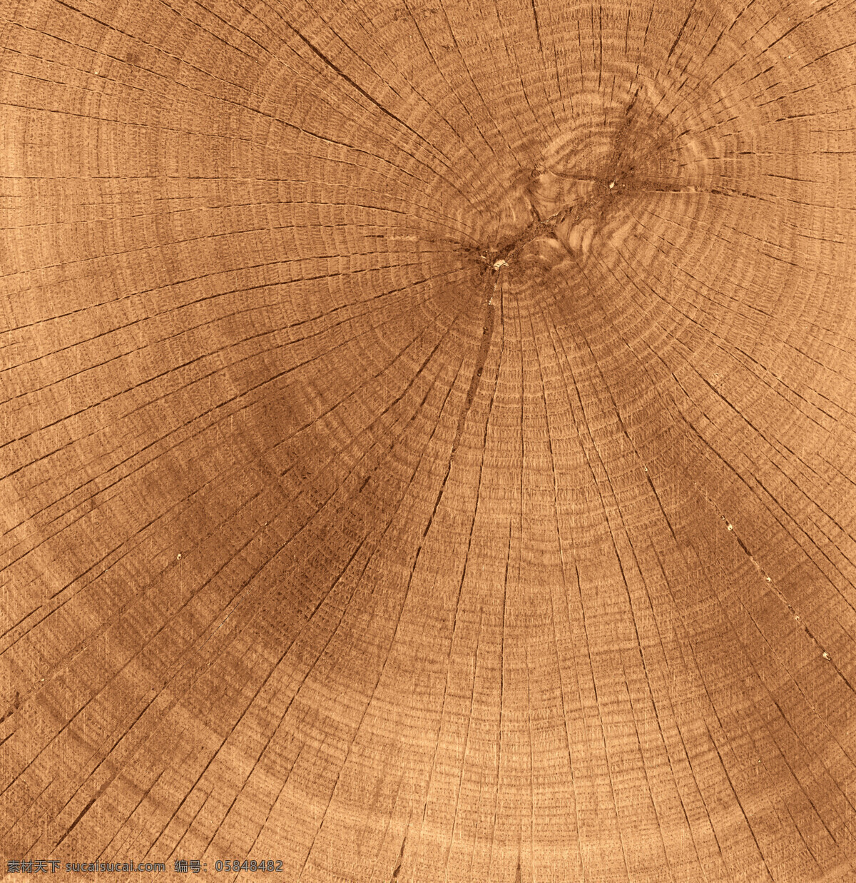 木头年轮纹理 木头 横切面 纹理 纹理背景 木纹背景 年轮 木纹 木材 树木 原木 木质 树木树叶 生物世界