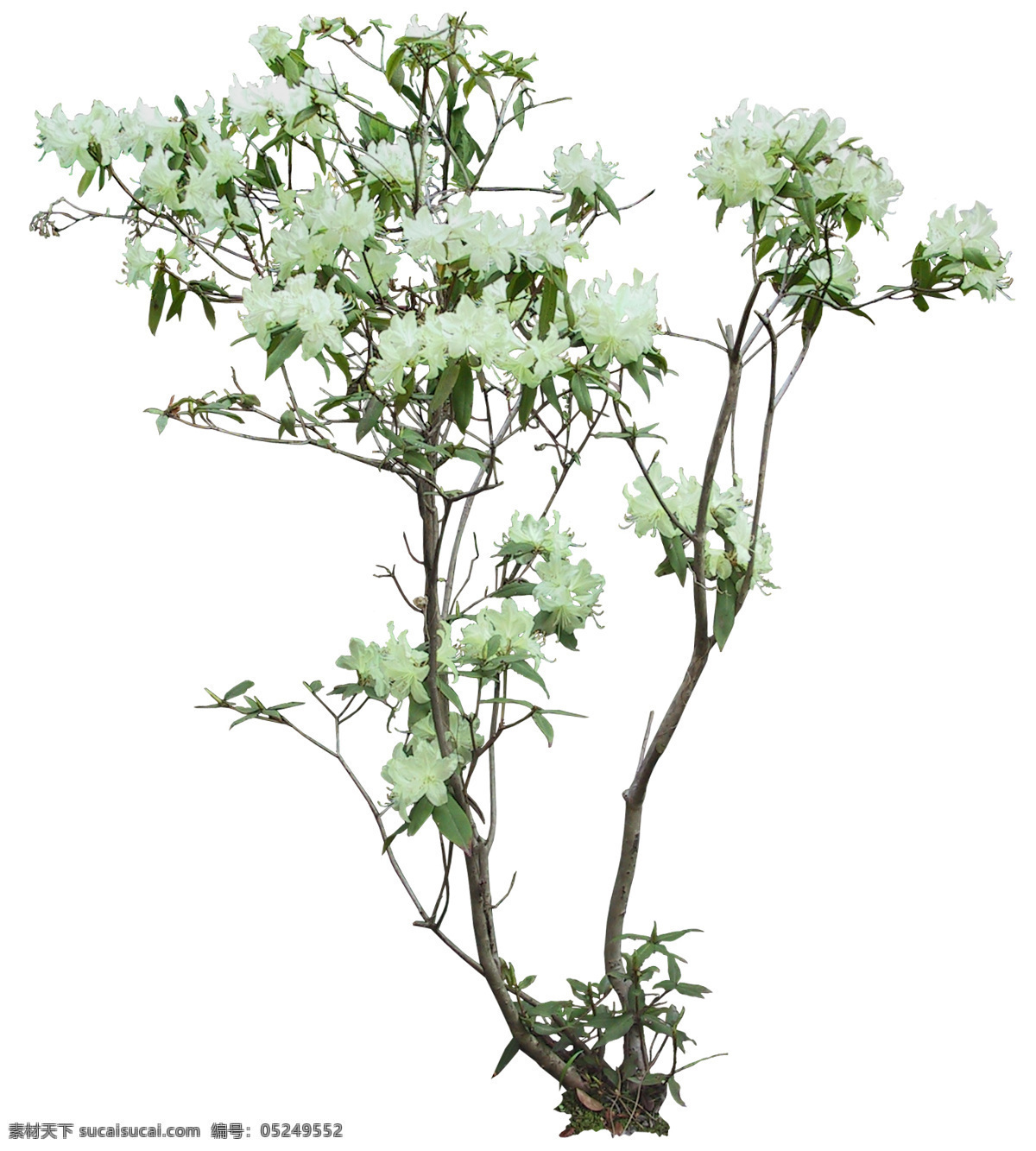 后期花
