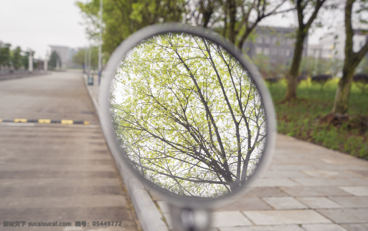 镜子 里 绿植 商业摄影 草地 绿色 商业 早晨 嫩绿 水珠