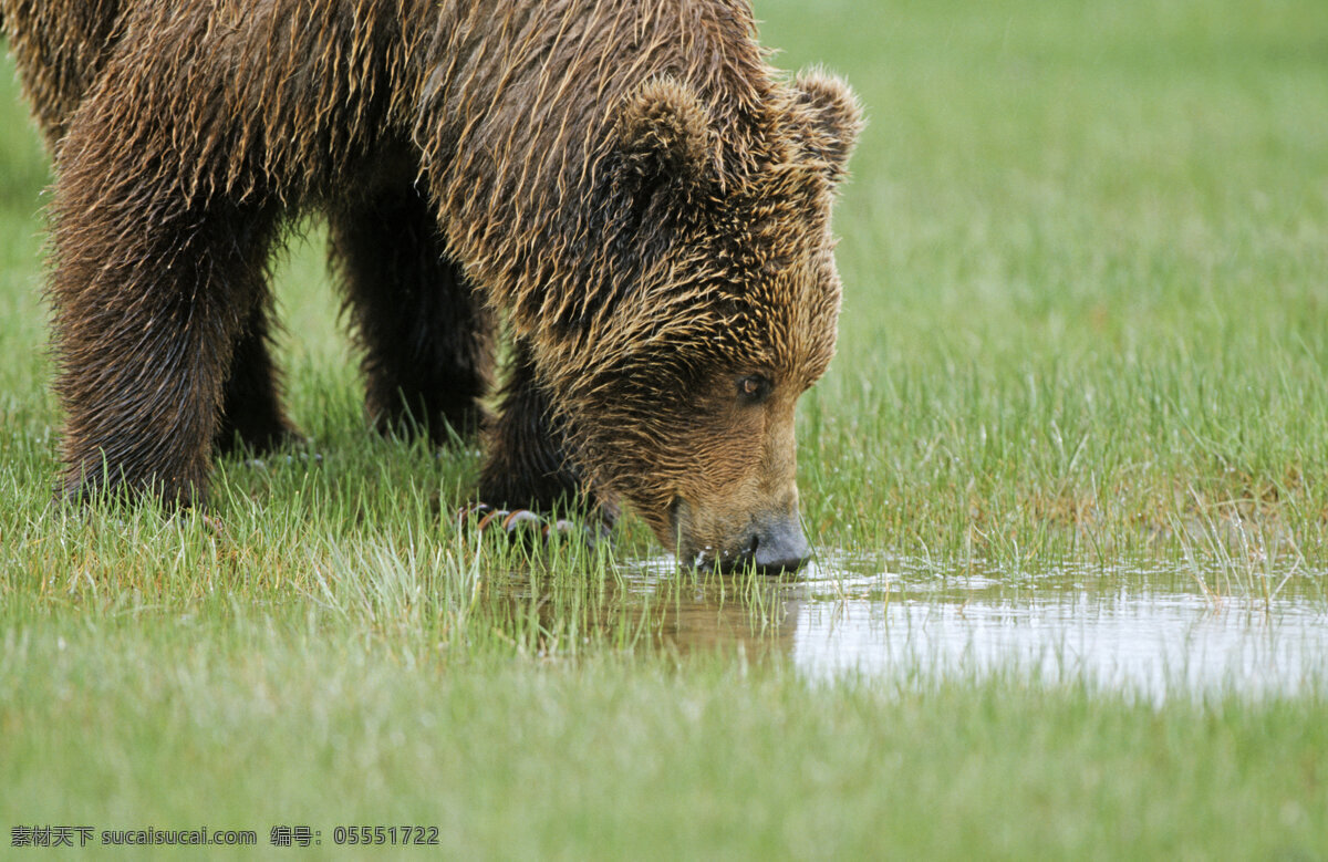 喝水 棕熊 脯乳动物 保护动物 熊 狗熊 野生动物 动物世界 摄影图 陆地动物 生物世界