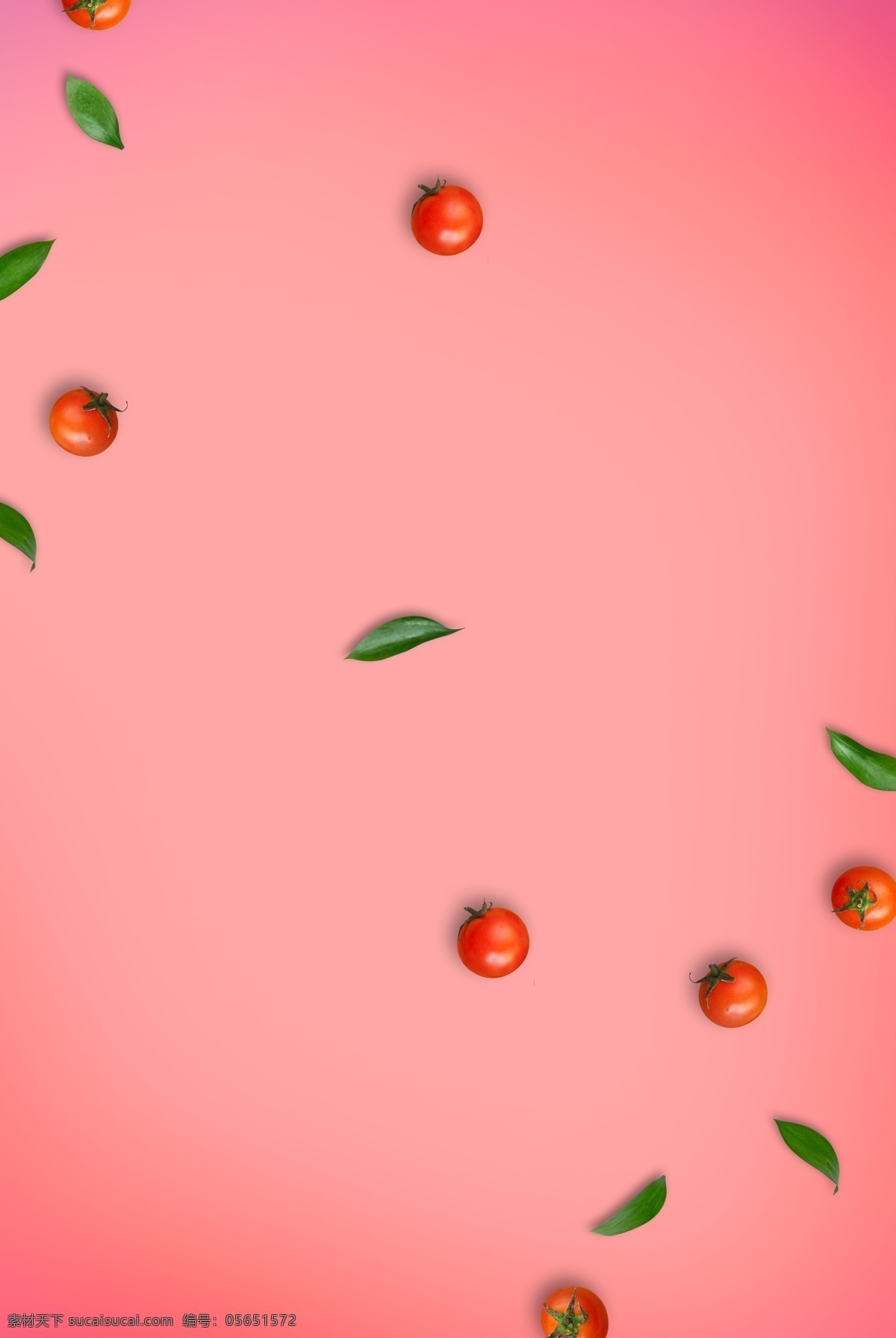 餐饮 食品 小 西红柿 俯视图 粉色 广告 背景 小西红柿 粉色背景