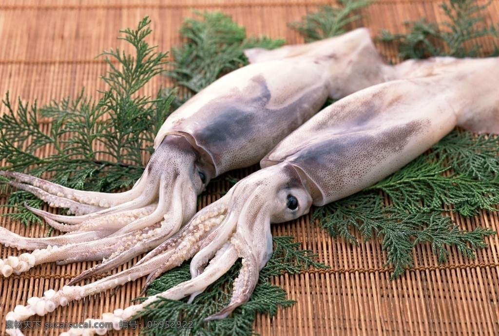 新鲜鱿鱼 海鲜 鱿鱼 水产 乌贼 水产食材 海产品 海鲜水产 海底生物 新鲜海鲜 海鲜素材 海鲜食材 海洋资源 食物原料 餐饮美食 摄影图库 摄影图片 高清图片 印刷图片 海洋生物 生物世界