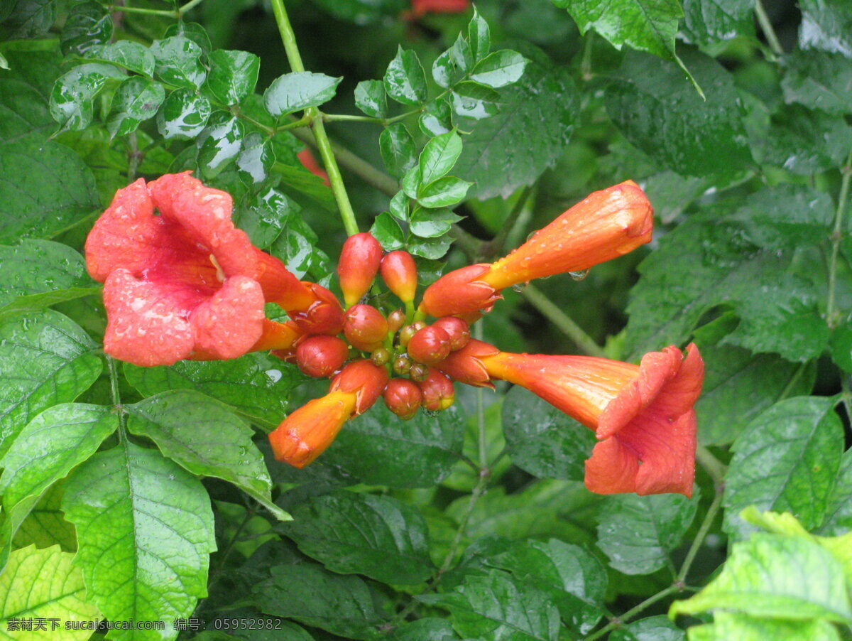 凌霄花 凌霄 紫葳 花卉 花儿 花朵 植物 花草 绿化景观 园林绿化 凌霄凌霄花 生物世界