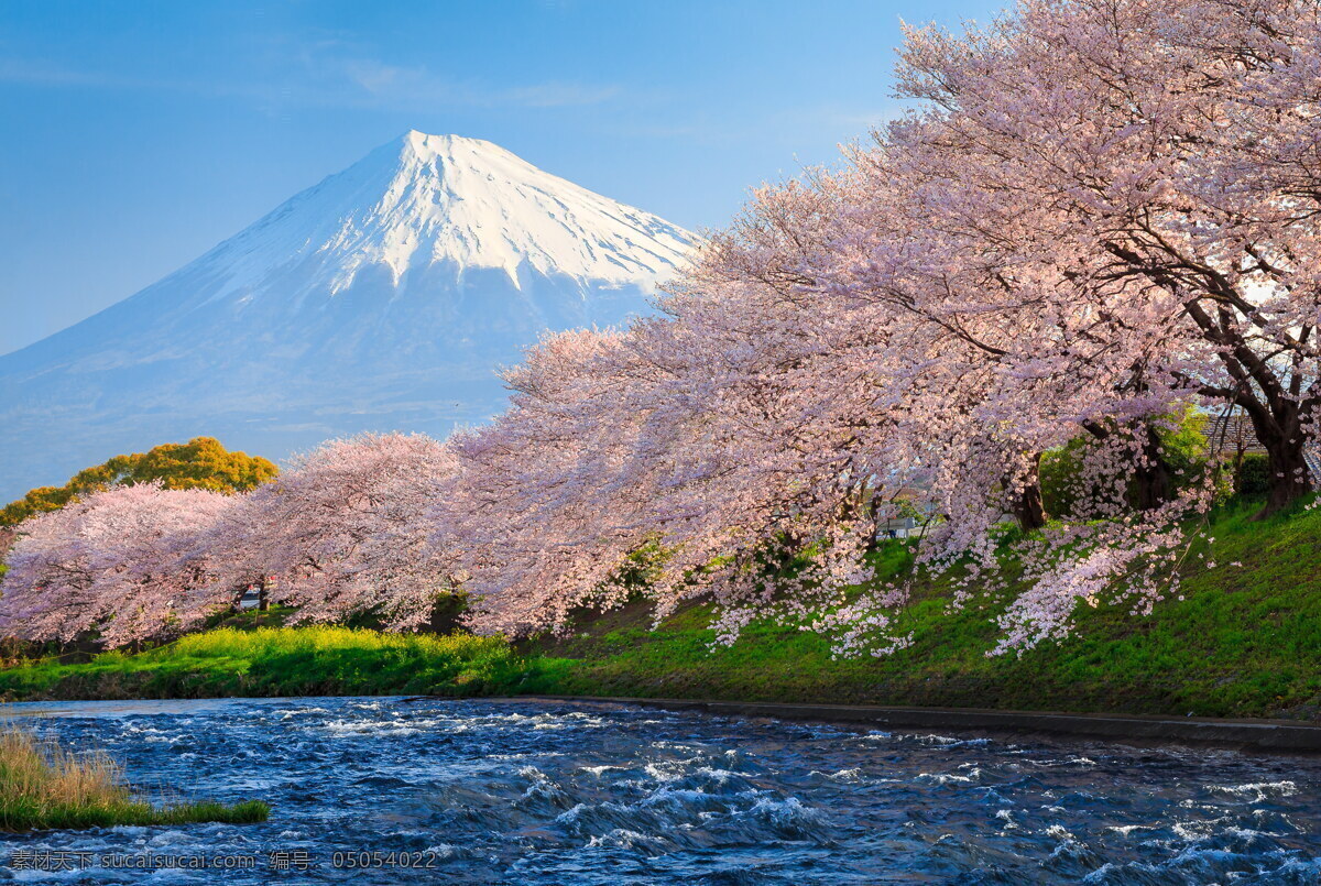 日本 富士山 樱花 高清 湖泊 山水 远山