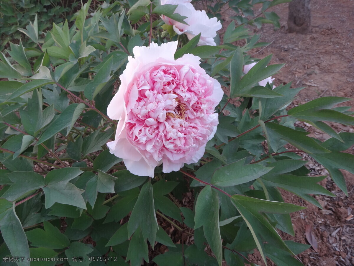 牡丹 春天 花瓣 花草 花朵 绿叶 色彩 鲜花 盛开 特写 鲜艳 生物世界 psd源文件