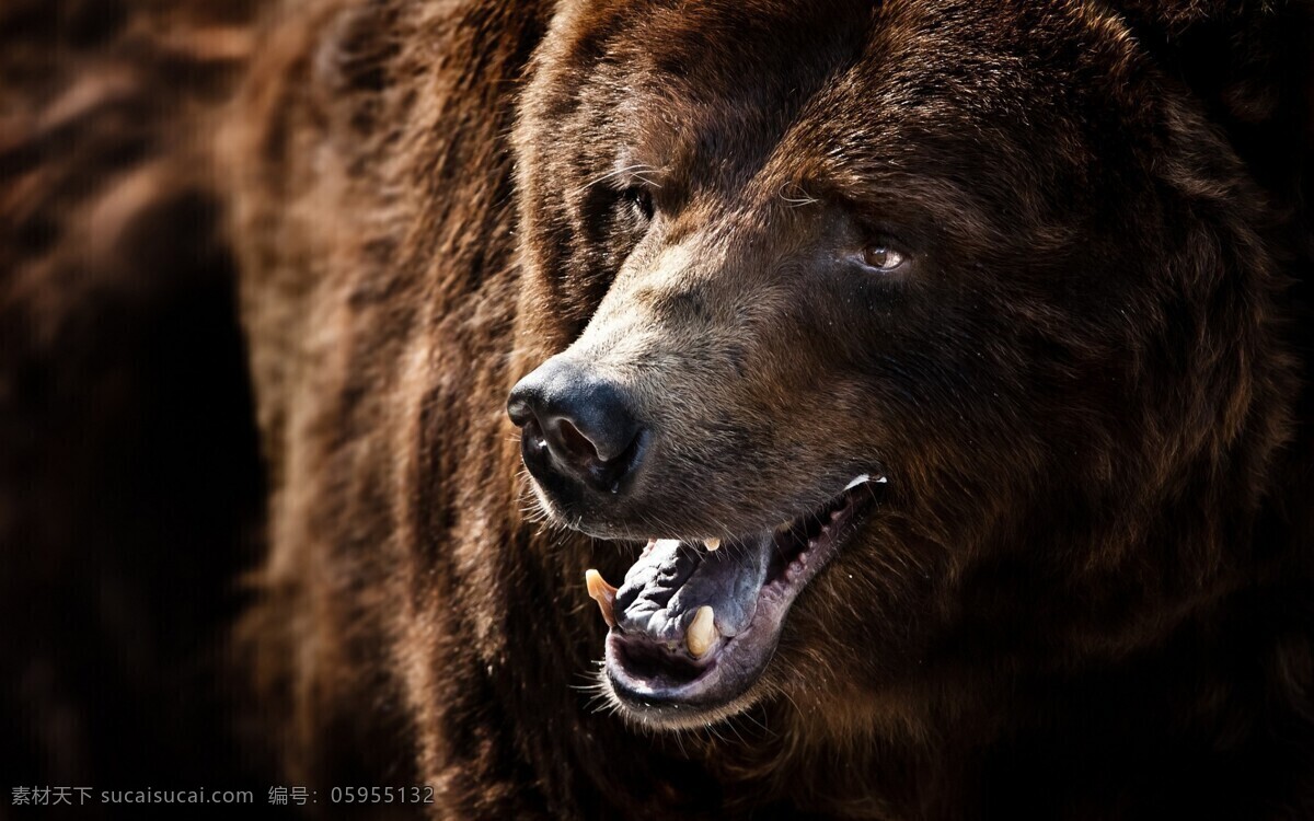 大棕熊 凶猛 野生动物 自然 黑色