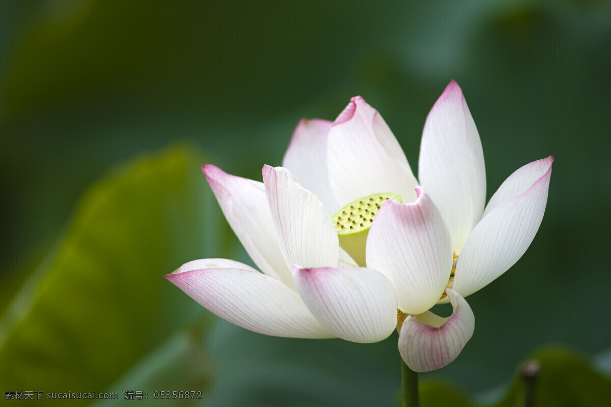 盛开 白色 荷花 特写 高清图片 横构图 植物 日光 户外 清新 白昼 风景 莲花 圣洁 阳光 空气 沐浴阳光 绿色 一朵花 微距摄 影 黄色 莲心 花草树木 生物世界