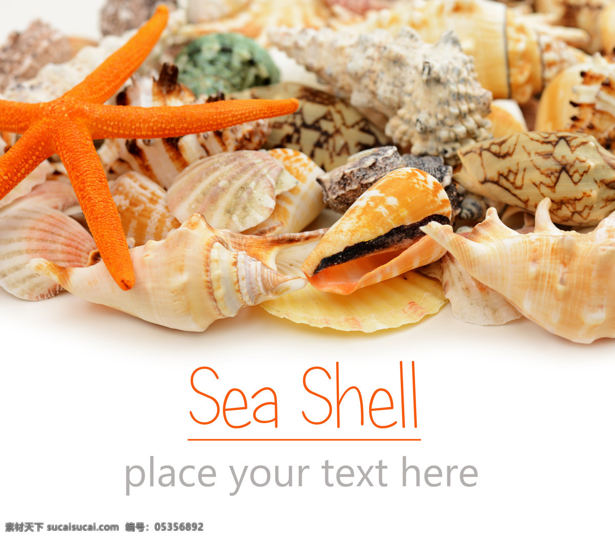 海螺 海星 贝壳 美食图片 餐饮美食