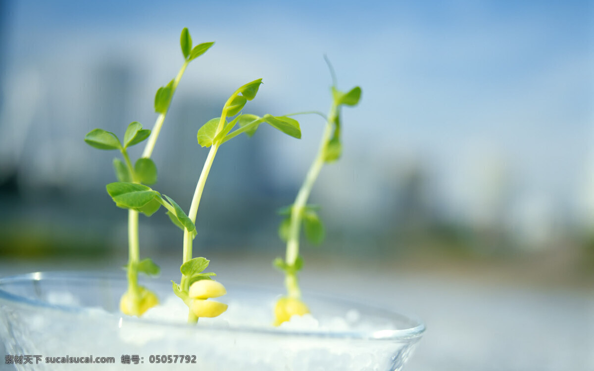 清晰 植物 嫩芽 灰色