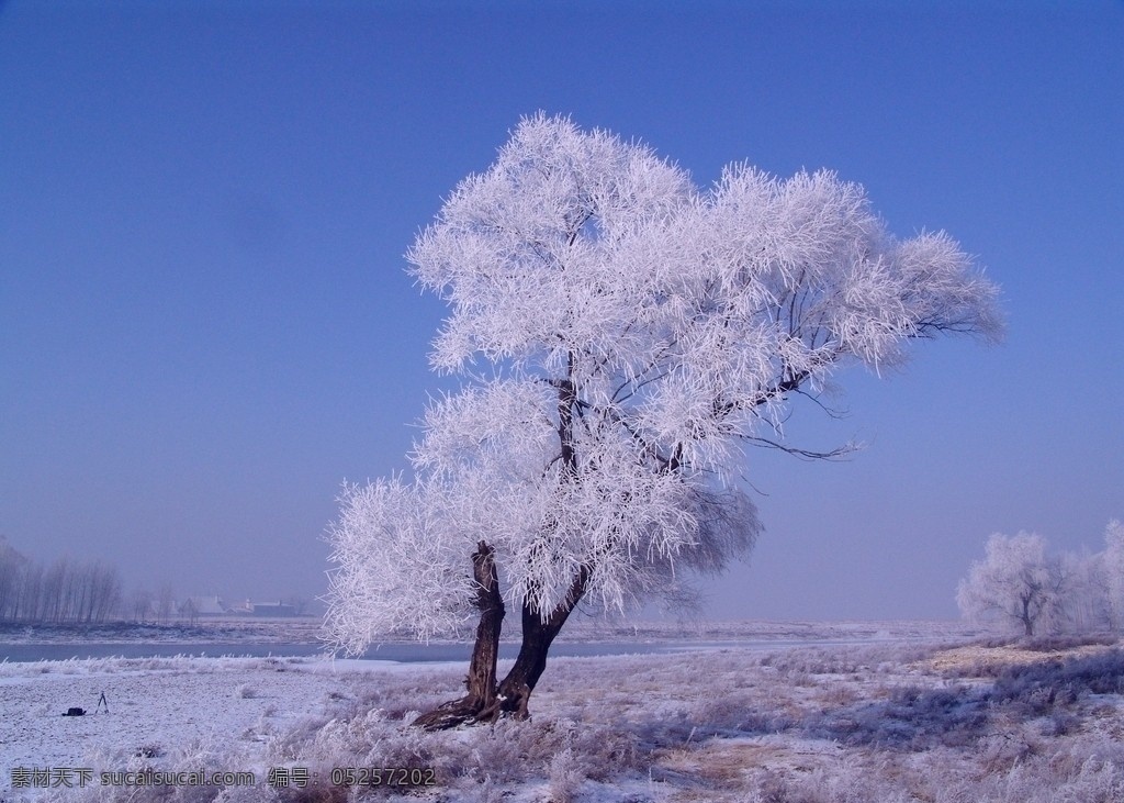 吉林雾凇岛 雾凇 小树 蓝天 自然风景 旅游摄影