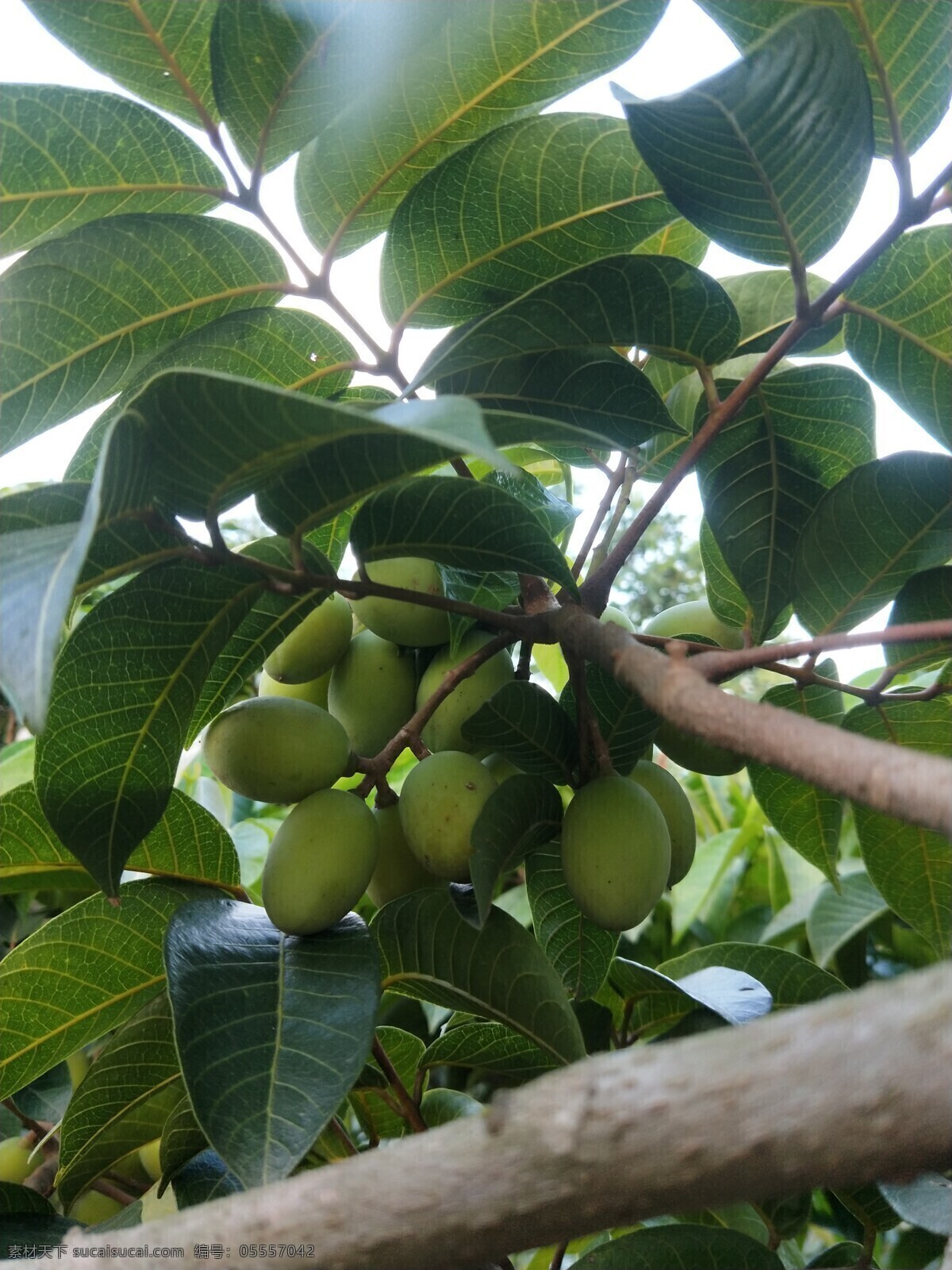 青橄榄 绿色 橄榄 植物 水果 漳州