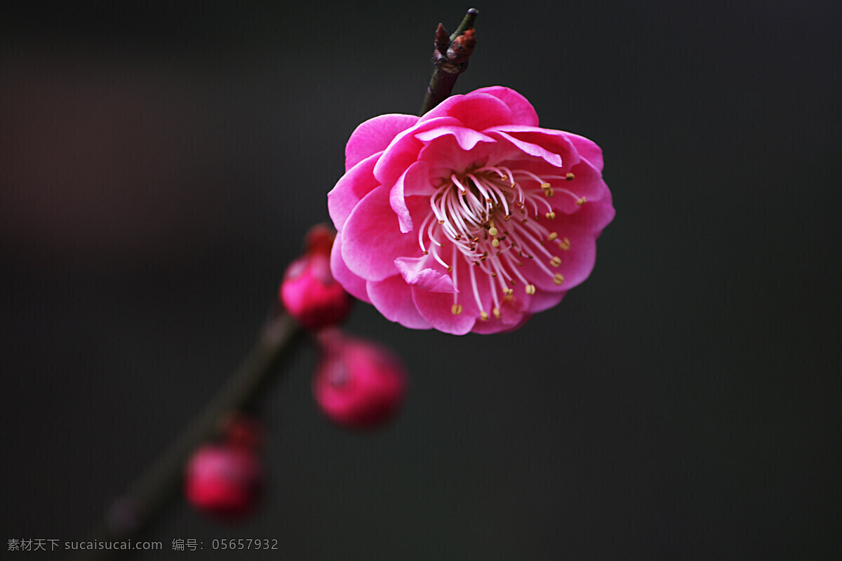 红梅 春天 梅花素材 鲜花素材 梅花图片 鲜花摄影 鲜花背景 红梅图片 红梅花 鲜花图片 梅花 特写 花卉素材 花朵 摄影图库 花草 生物世界