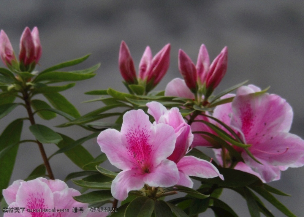 杜鹃花 映山红 摄影图片 生物世界 花草