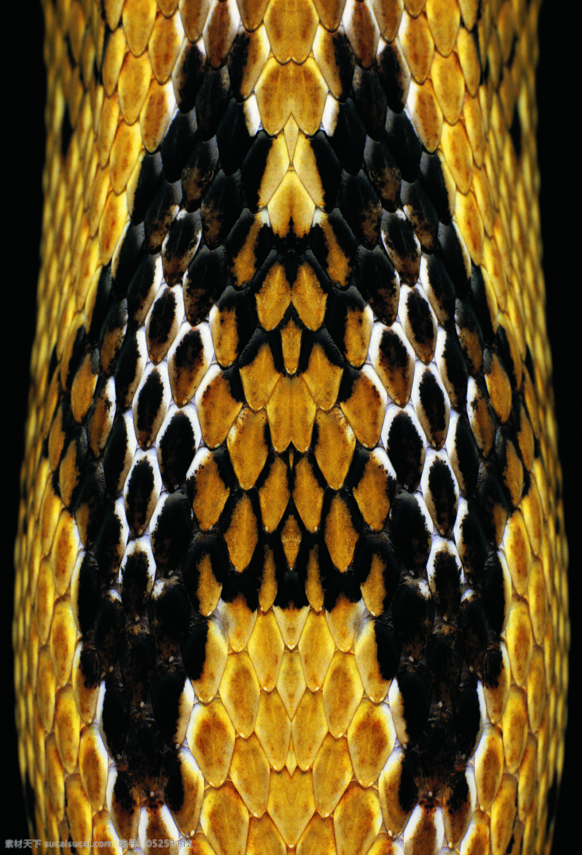 黄金蟒蛇纹 蛇纹 蛇皮 野生动物 生物世界