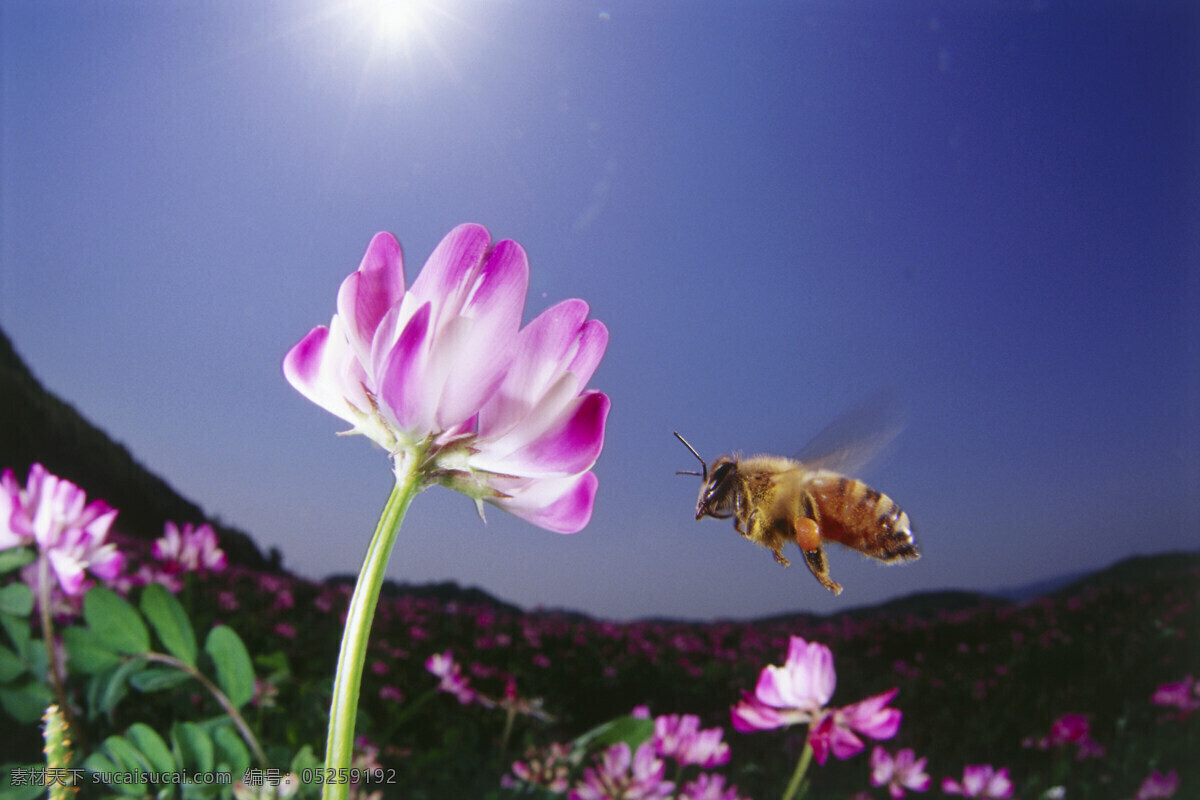 紫云英 蜜蜂 昆虫 生物世界 采蜜 花朵 勤劳的小蜜蜂 飞翔的小蜜蜂