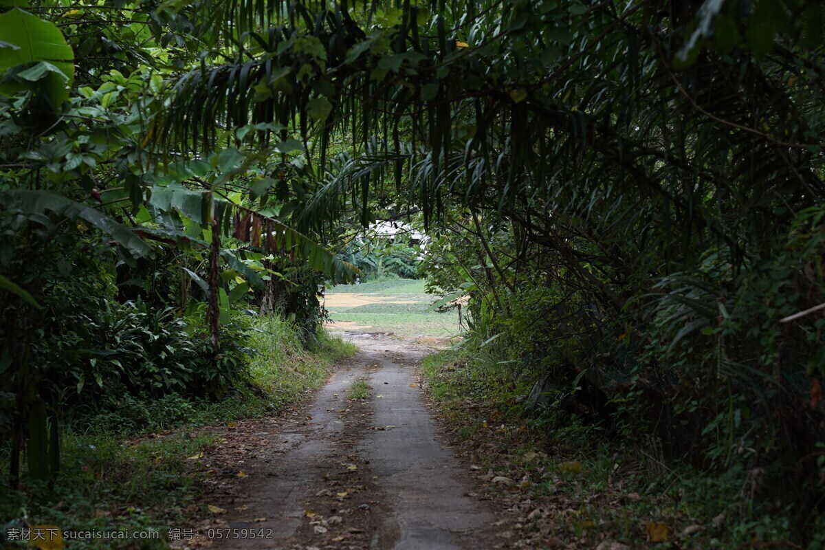 农村公路 热带地区 绿色隧道 丛林 通路 自然 绿色的道路 自然景观 自然风景