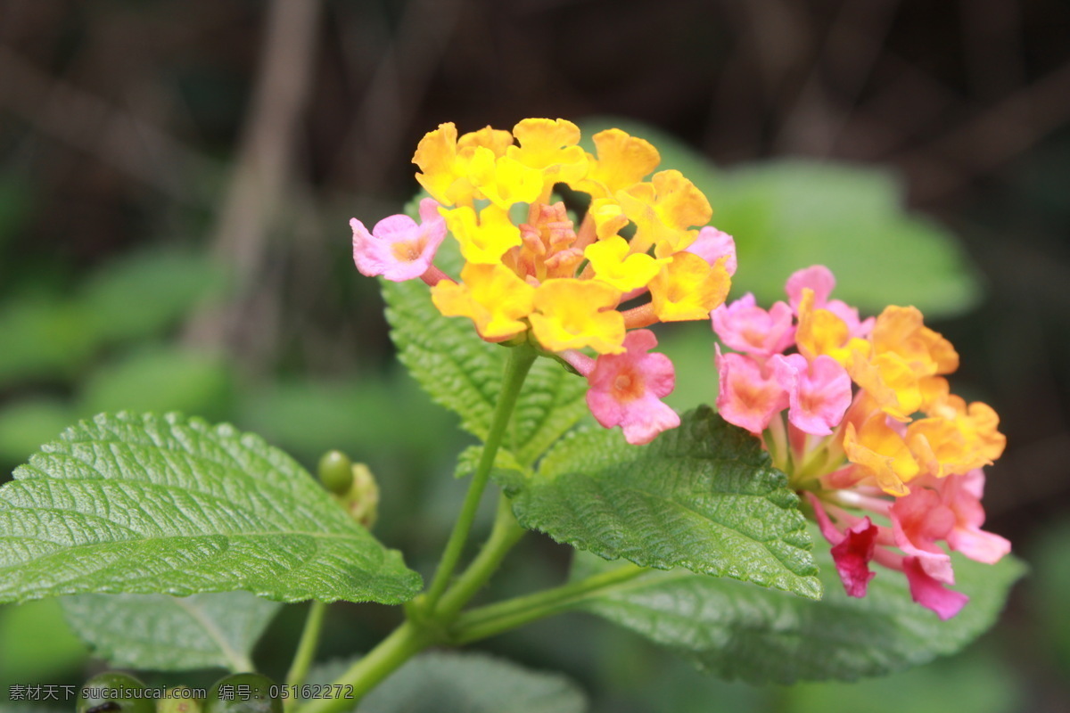 夏花 春天 花 花草 花朵 季节 绿色 生如夏花 植物 夏天 阳光 生物世界 psd源文件