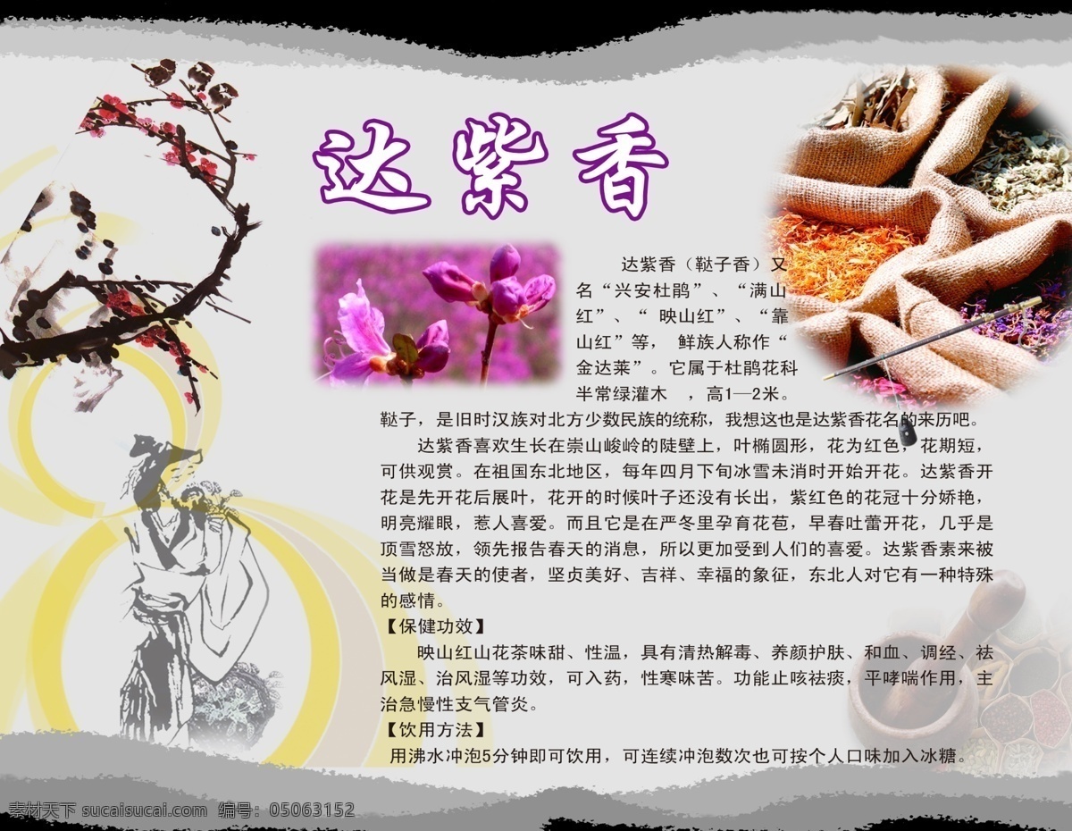 dm宣传单 广告设计模板 灰色背景 梅花 文字 源文件 中药 达 紫 香 模板下载 达紫香 古代 中医院 人物 简介 功效 达紫香图片 捣药缸 海报 其他海报设计