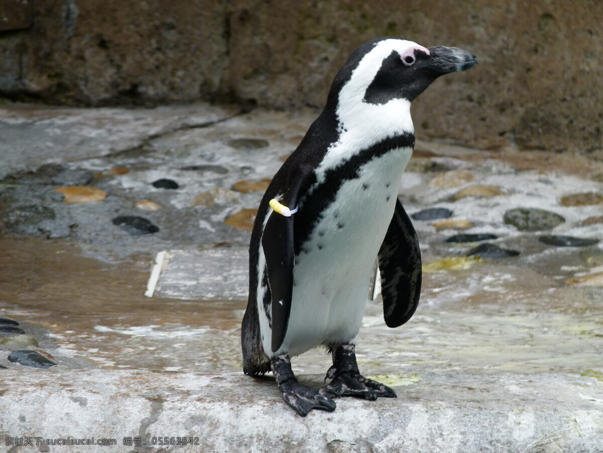 非洲 黑 脚 企鹅 非洲黑脚企鹅 非洲企鹅图片 黑脚企鹅图片 非洲企鹅 黑脚企鹅