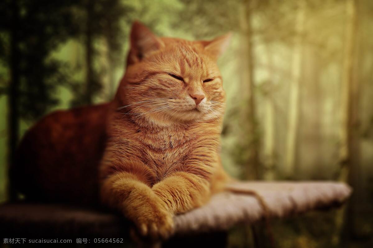 橘猫 猫 动物 小动物 宠物 高清图 可爱 花猫 猫咪 高清壁纸 孤独 流浪 中华田园猫 土猫 野猫 生物世界 家禽家畜 萌萌哒
