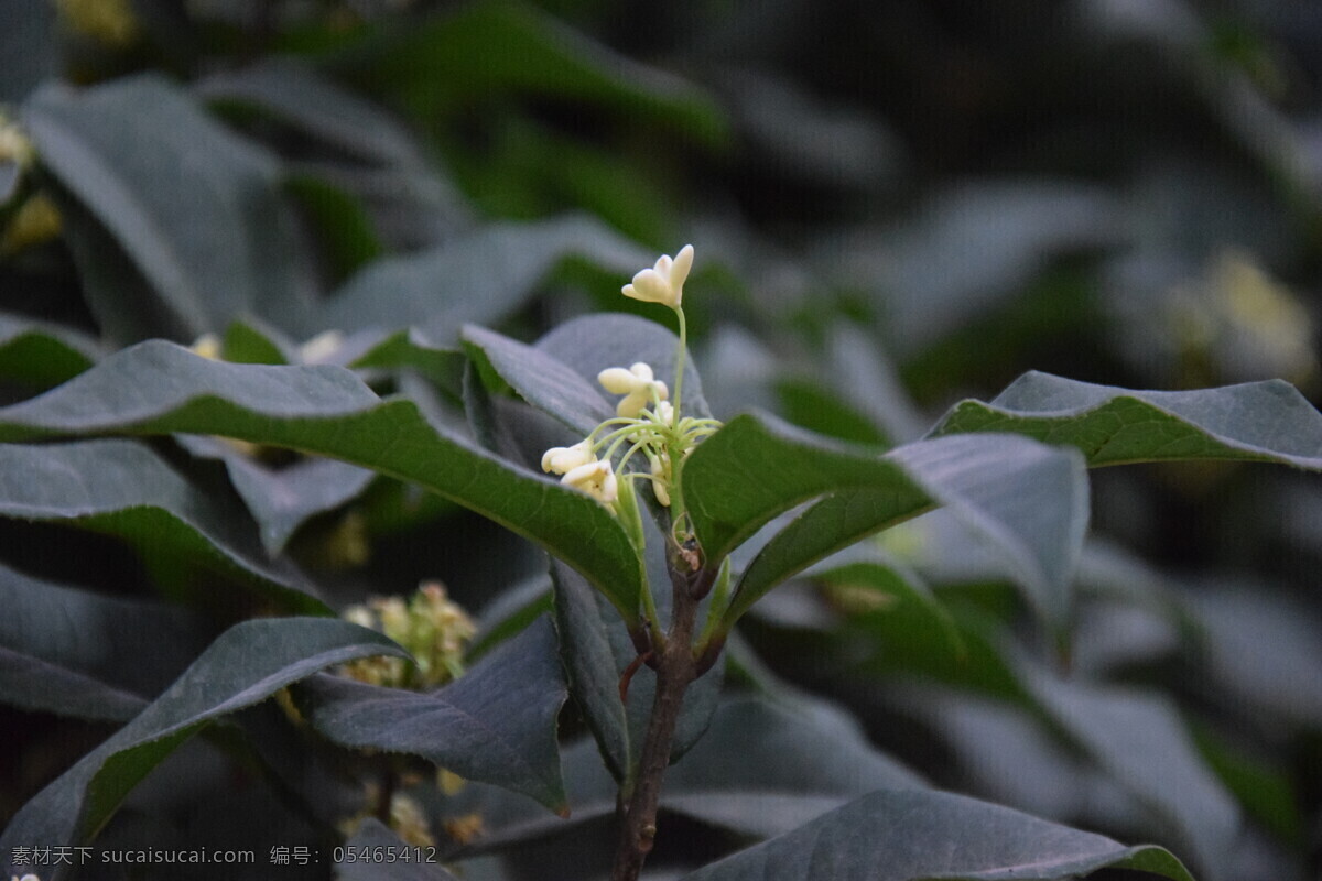 桂花特写 桂花 绿叶 桂花树 白色花朵 自然景观 植物 树木 生物世界 摄影素材 树木树叶