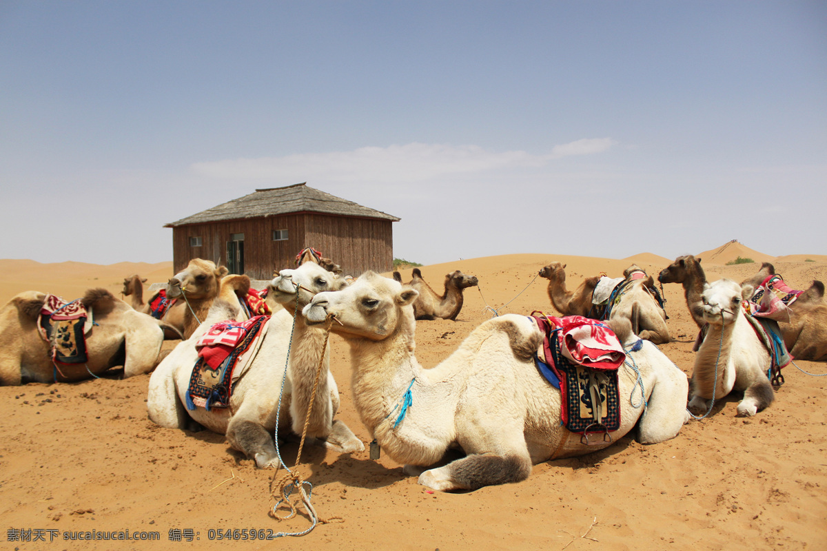 沙漠 骆驼 晒太阳 骆驼晒太阳 趴着的骆驼群 生物世界 高原骆驼 自然景观 旅游摄影 国内旅游