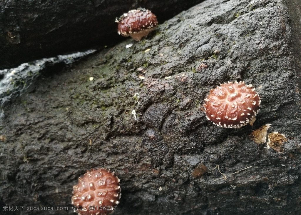 小花菇 山珍 椴木香菇 青岗木香菇 原生态香菇 自然摄影 生物世界 其他生物