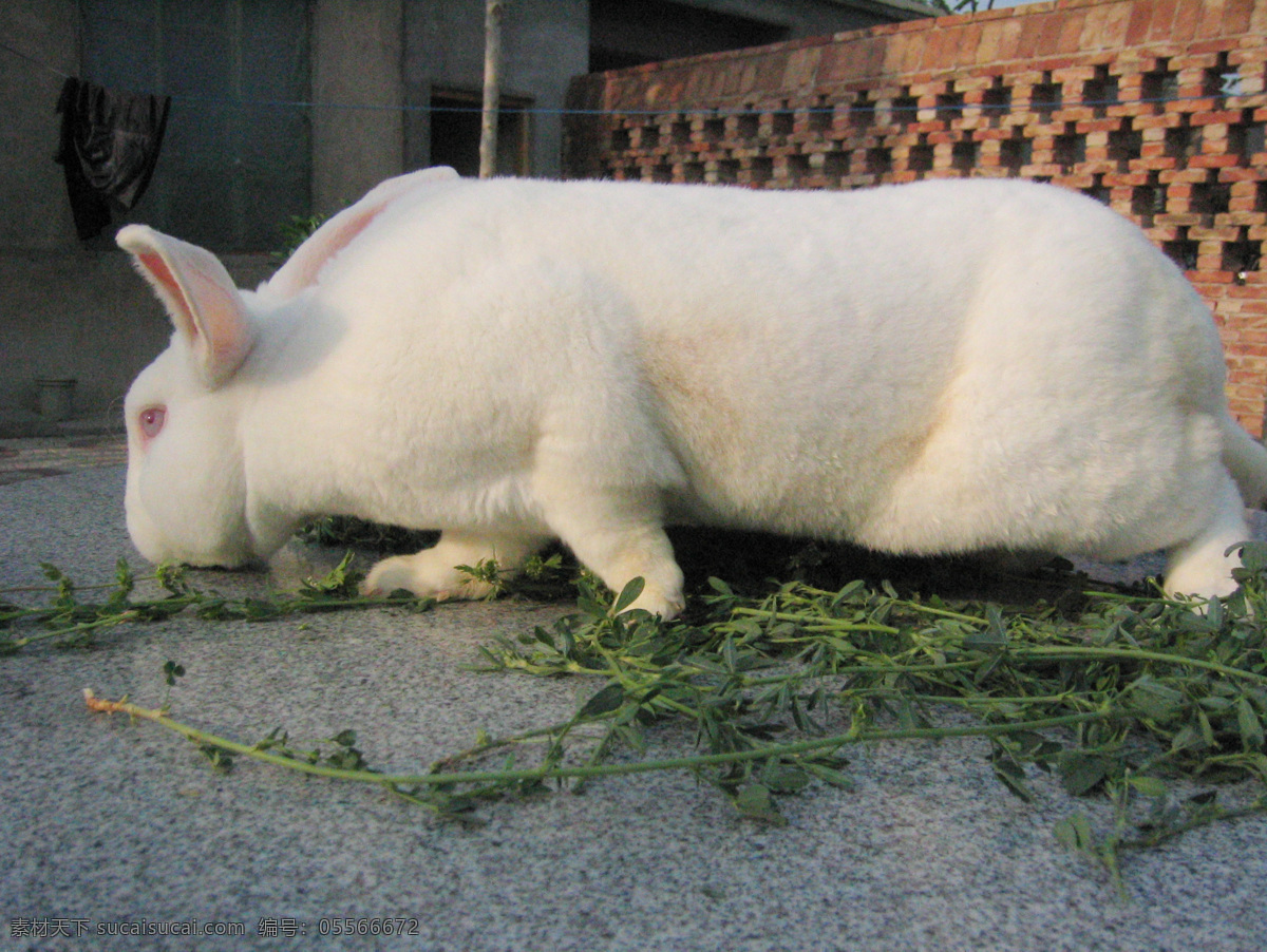獭兔 纯白母兔 种兔 幼兔 母兔 动物 呆萌 漂亮 优质 饲养 宝宝 纯白 两头乌 生物世界 家禽家畜