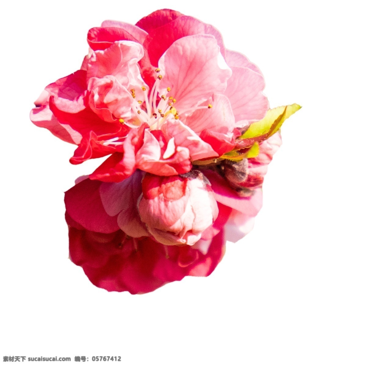 春天 美丽 鲜花 粉色花朵 美丽鲜花 粉色鲜花 春天鲜花 卡通插图 创意卡通下载 插图 png图下载