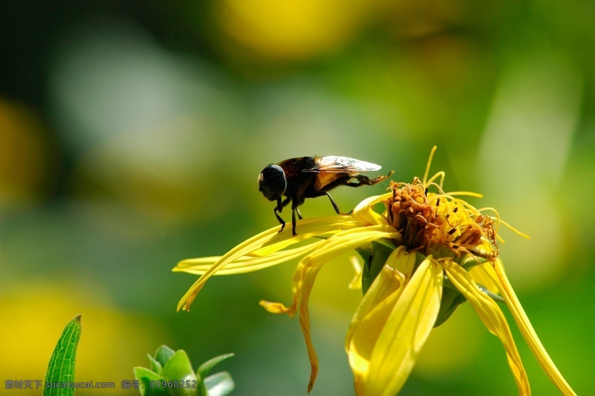 食蚜蝇采蜜 食蚜蝇 蝇 菊花 黄色 采蜜 昆虫 生物世界