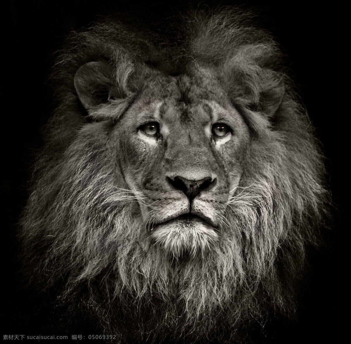 猛兽 野生动物 陆地动物 动物 小狮子 幼狮 大自然