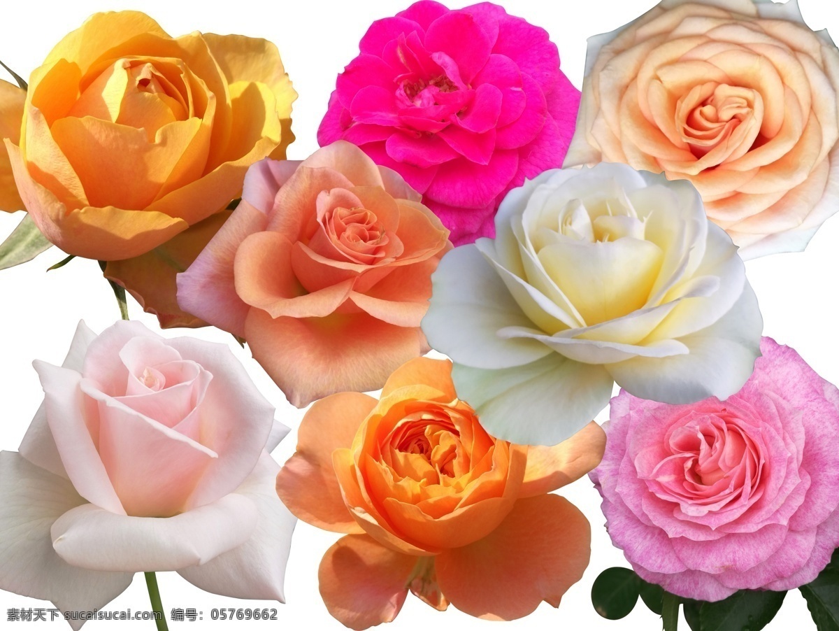 玫瑰花 素材图片 玫瑰花素材 玫瑰抠图 玫瑰分层图 无底色玫瑰 玫瑰花朵 玫瑰 玫瑰素材 抠图玫瑰花 背景素材 分层 花卉