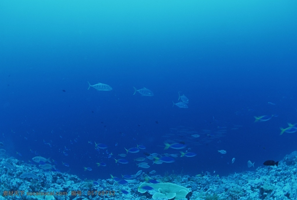 海底 弋 鱼群 大海深处 海洋深处 海底的鱼群 海底世界 热带鱼 深邃的大海 大洋深处 大洋 大海 群鱼 水下世界 游弋的鱼群 生物世界 鱼类