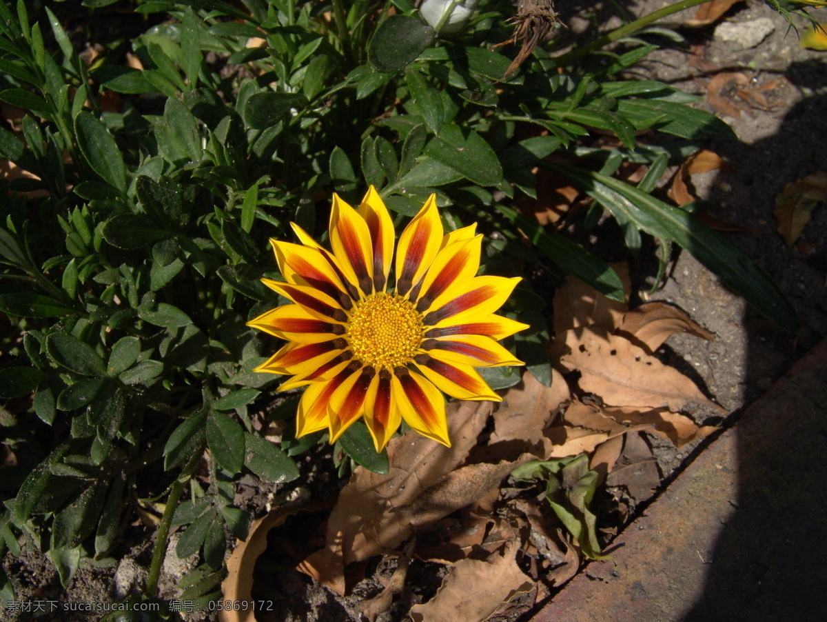 雏菊 黄色 特写 花的特写 花草 生物世界
