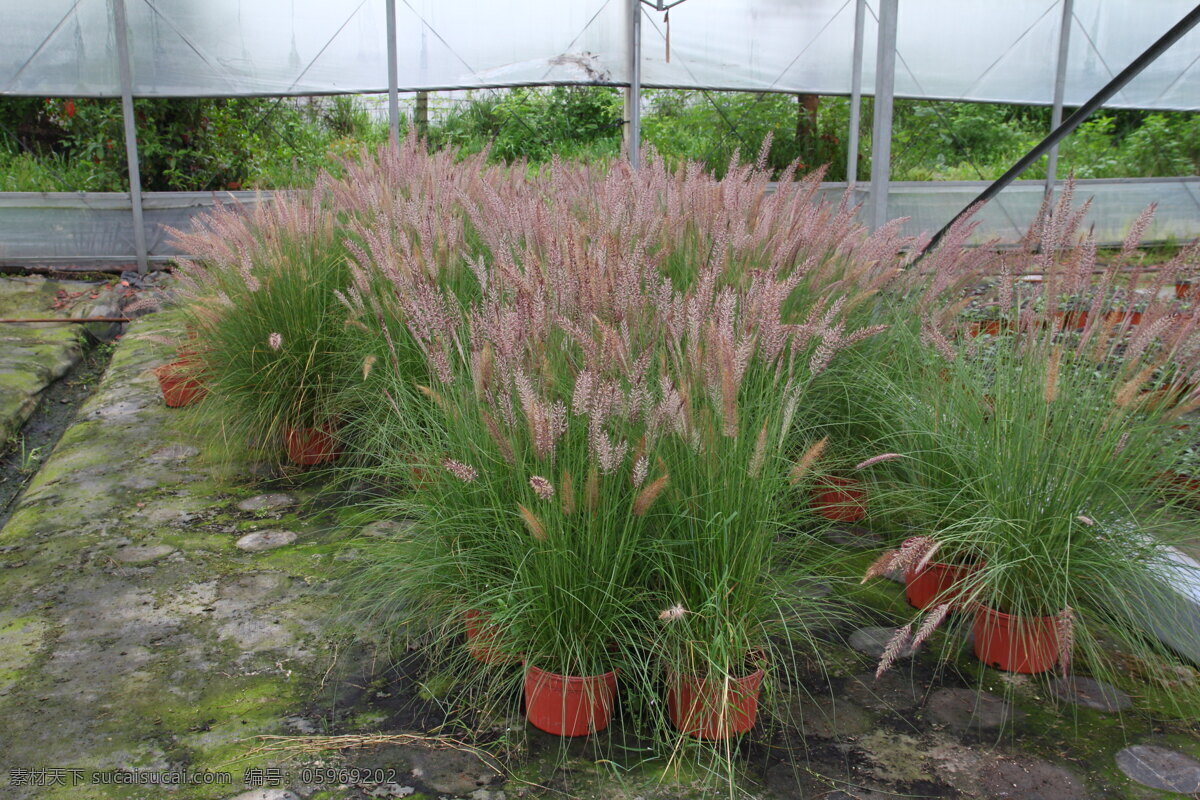 狼尾草 野性 浪漫 草花 苗圃 生物世界 花草